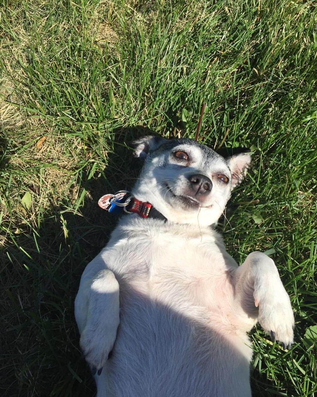 Dog laying on back